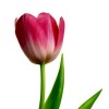 Тюльпаны