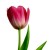 Тюльпаны