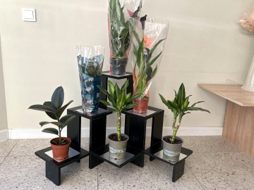 Первые витрины