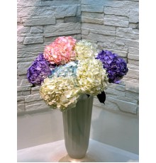 Гортензия микс