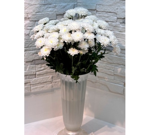 Хризантема кустовая Altaj Premium