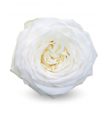 Роза Candlelight