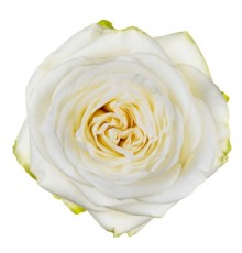 Роза Candlelight