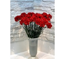 Гвоздика красная