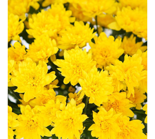Хризантема Altaj Yellow