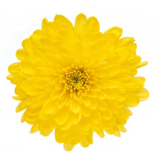Хризантема Altaj Yellow
