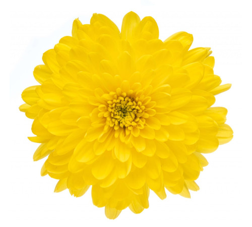 Хризантема Altaj Yellow