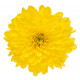 Хризантема Altaj Yellow