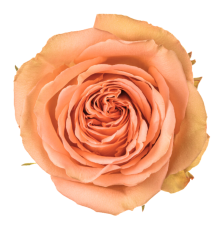 Роза Country Home