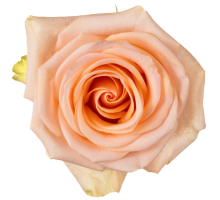 Роза Tiffany