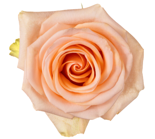 Роза Tiffany
