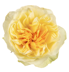 Роза Antonia Gardens