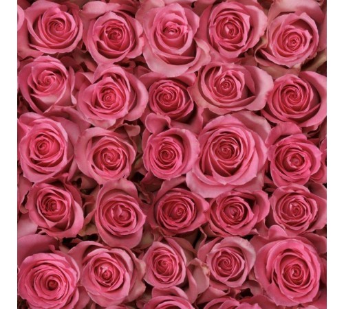 Роза Sweet Unique