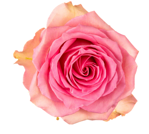 Роза Sweet Unique